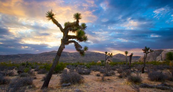 Joshua Tree National Park