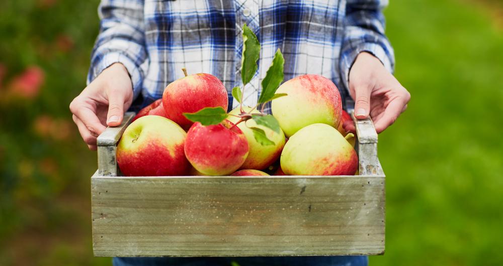 Julian Apple Picking