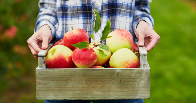 Julian Apple Picking