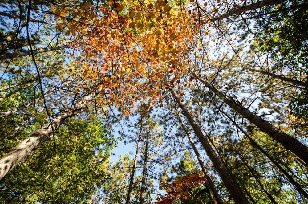 If You Crave Wilderness Solitude,  Explore Two Inlets State Forest