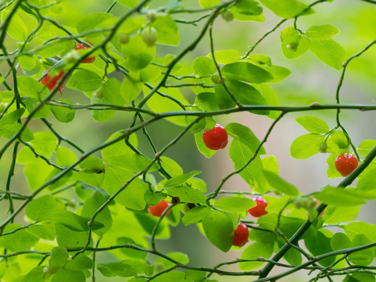 We spotted red huckleberry bush with ripe red berries