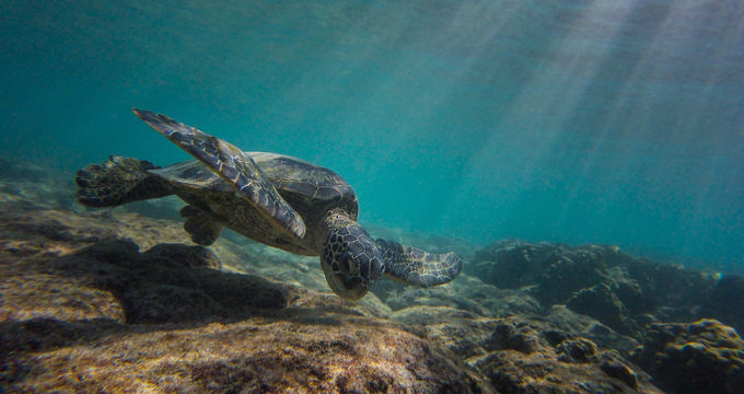 Kona Beaches