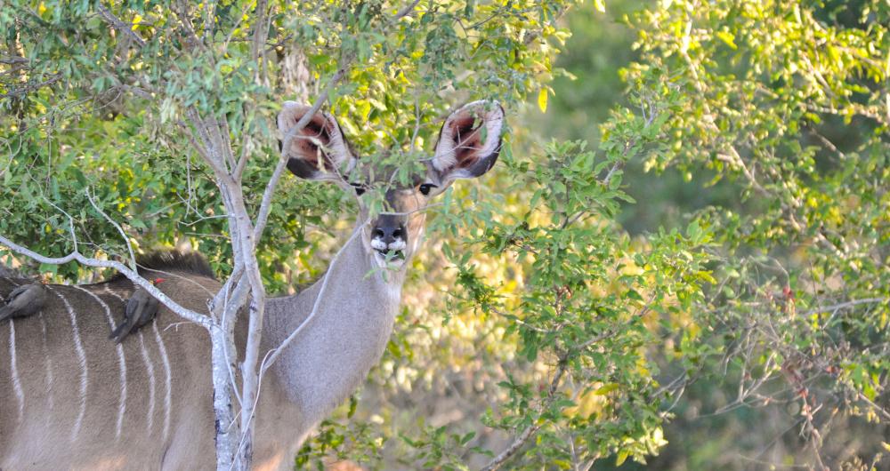 25 Kruger National Park Hotels