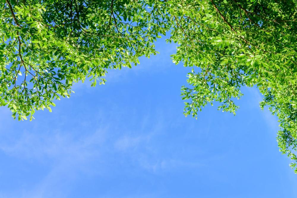 Elizabeth Baldwin Park - just 5 minutes from downtown Houston