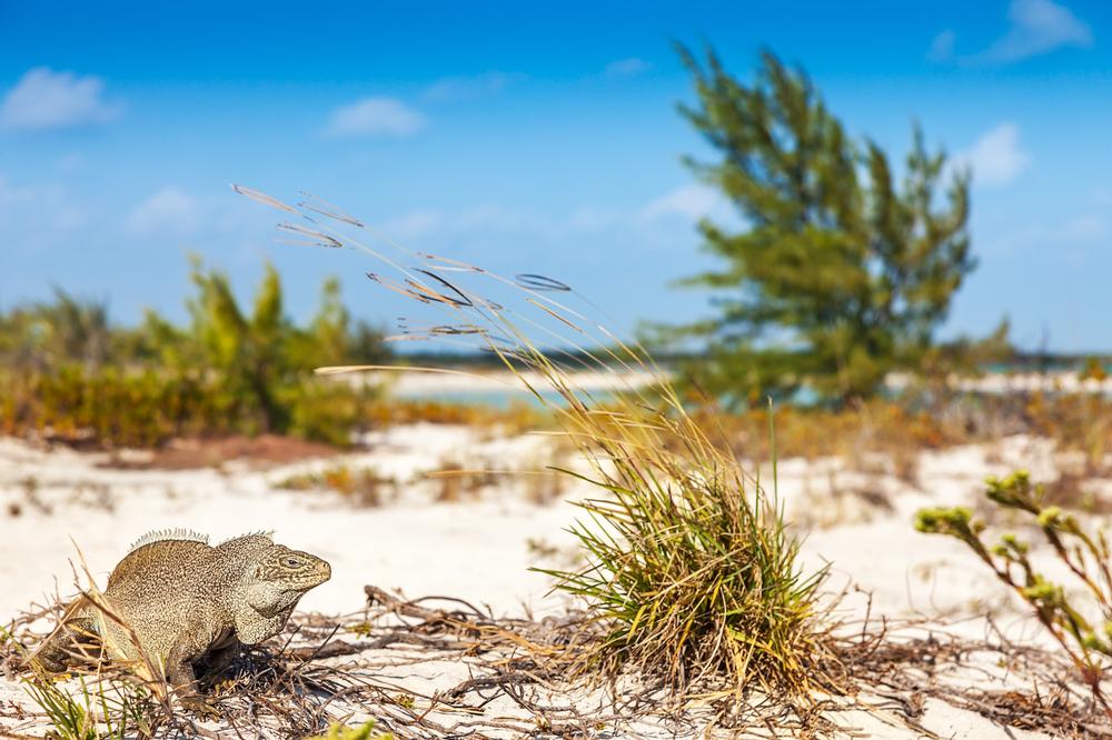 Spot Rare Iguanas and Pristine Nature at Little Water Cay