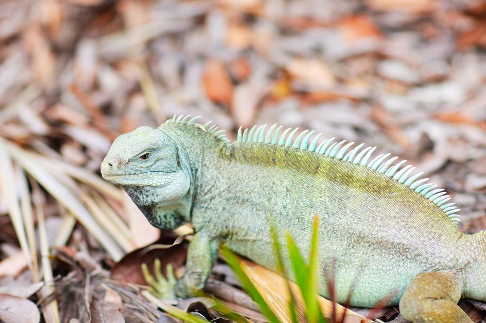 Discover Turks and Caicos' Natural Wonders at the National Environment Center