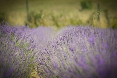 Applegate River Lavender Farm | Things to Do in Jacksonville, Oregon