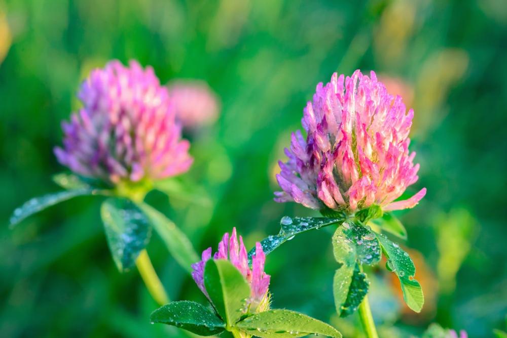 Wander Nature Trails and Learn Outdoors at Dahlem - Jackson’s Nature Place