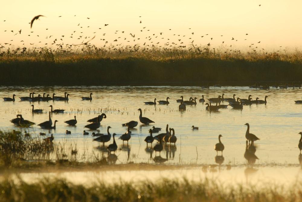 Spot Wildlife and Enjoy Nature Trails at Grand Cote National Wildlife Refuge