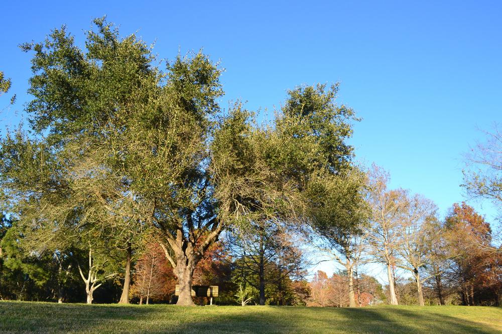 Relax and Reflect Amid Beautiful Gardens at Sholom Park