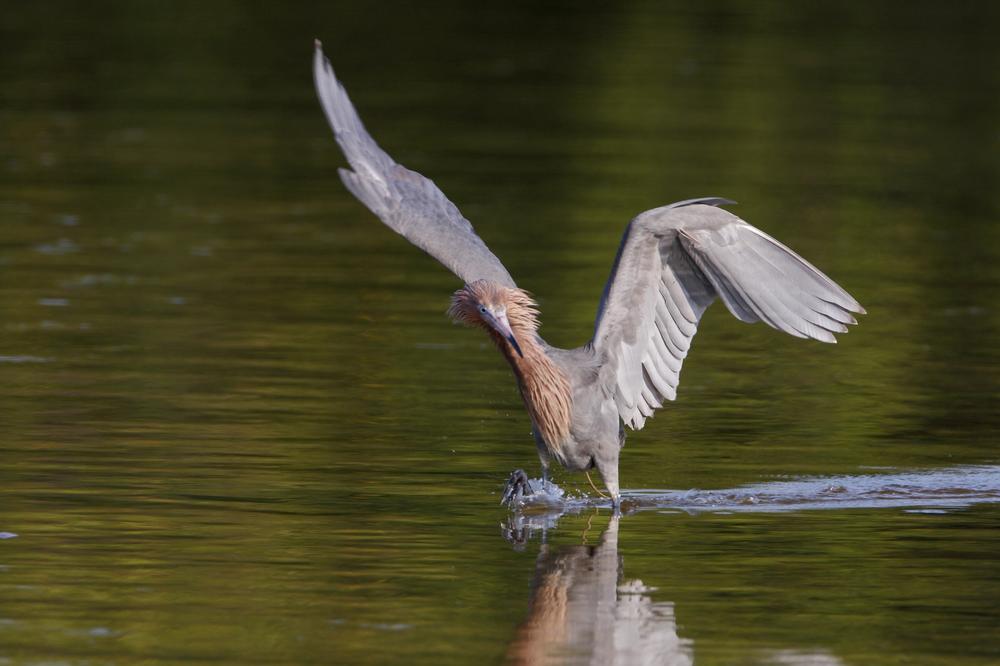 Hike, Swim, and Explore Nature’s Playground at Ocala National Forest