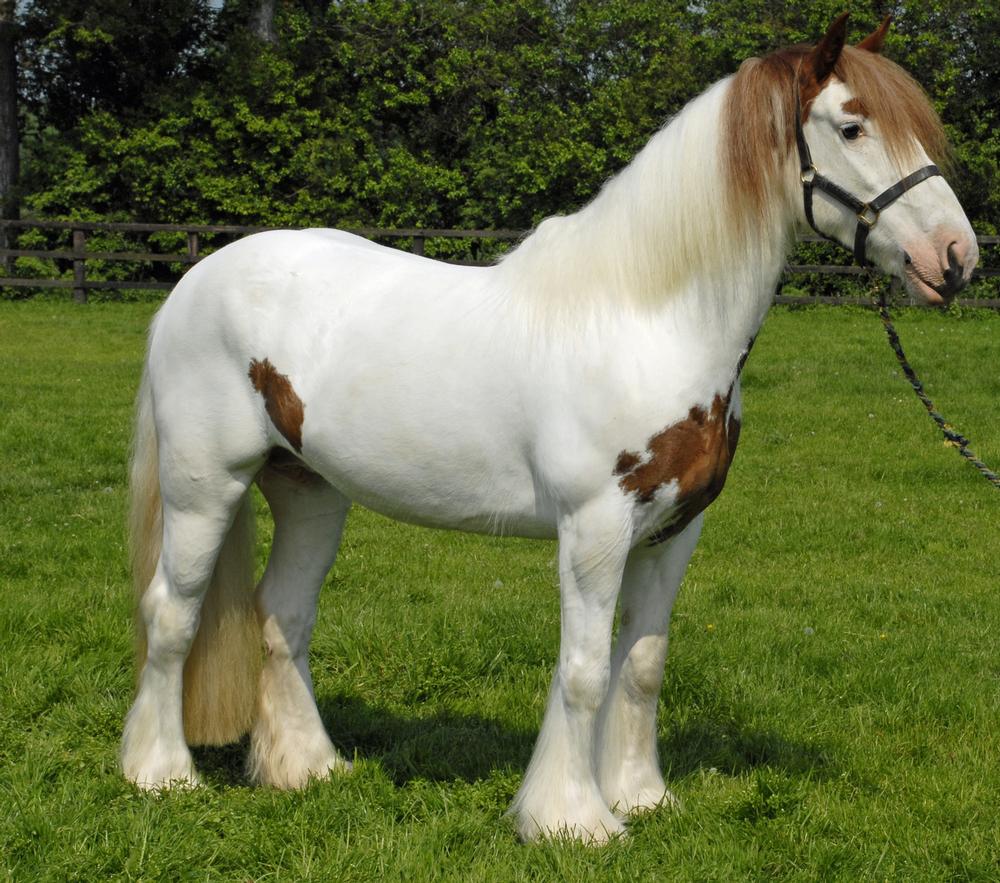 Meet Majestic Horses and Tour the Famous Gypsy Gold Horse Farm