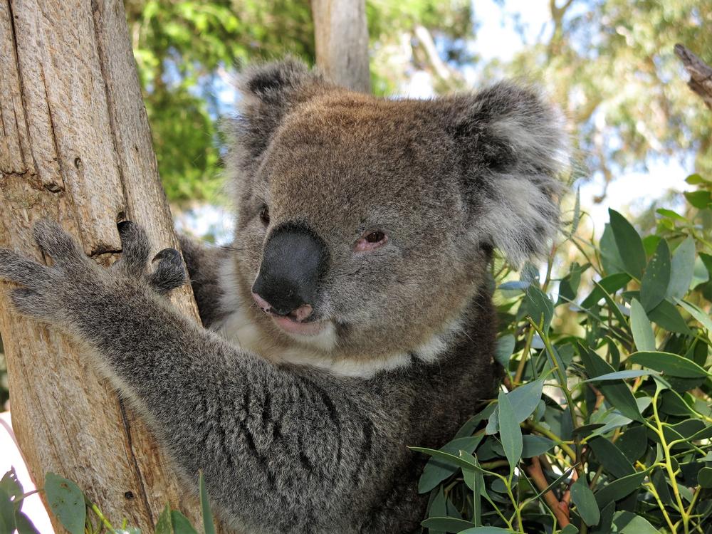 For Animal Lovers: Adelaide Zoo
