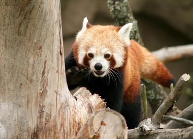 Helsinki Zoo