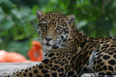 Conservation