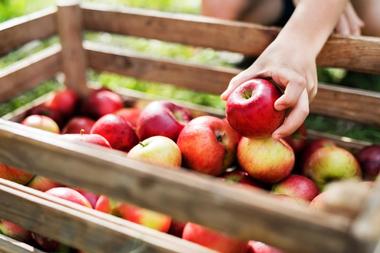 Behling Orchards | Upstate NY Apple Picking Orchards and Farms