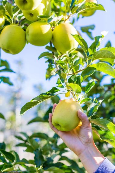Apple Orchards Near Madison Wisconsin