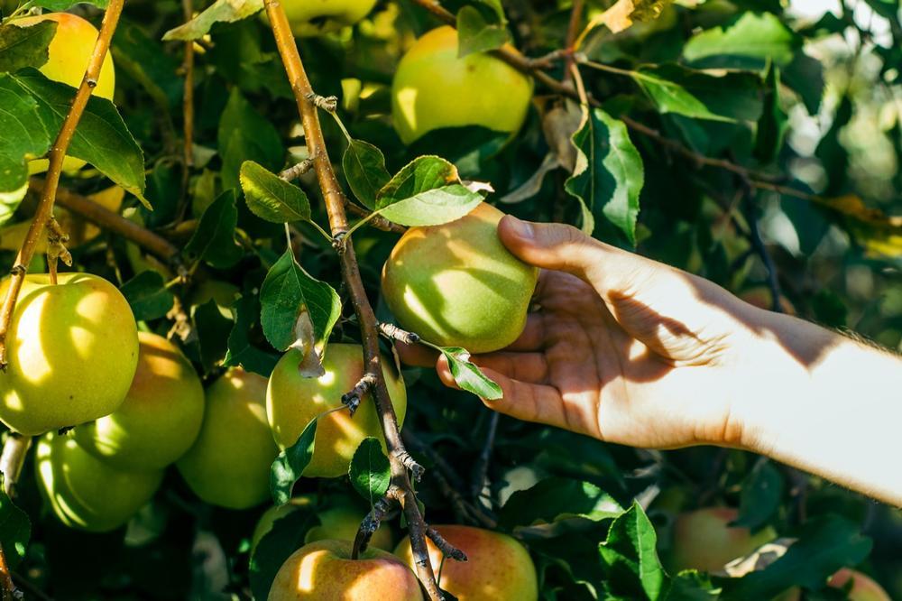 Applecrest Farm Orchards