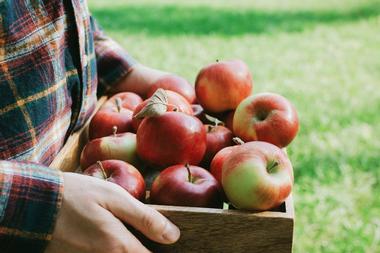 Apple Orchards Near Madison Wisconsin