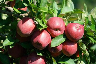 Dr. Davies Farm | Apple Picking Ideas in the Hudson Valley