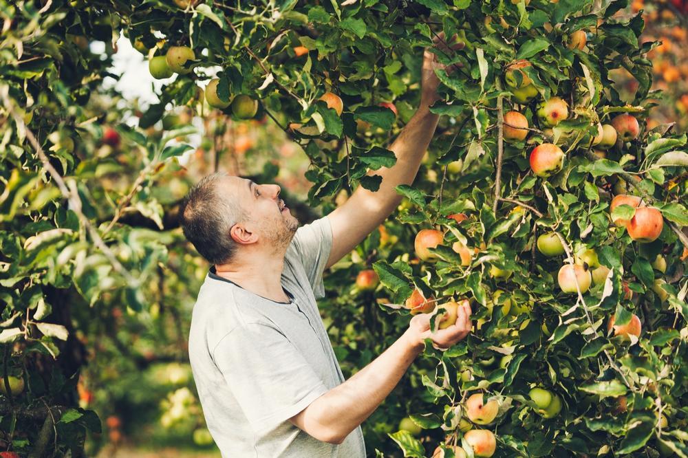 Owen Orchards Cider Mill and Farm Market