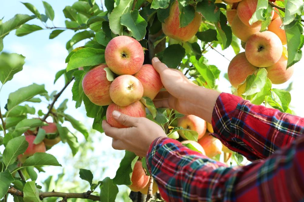 Pick Crisp Apples and Meet Friendly Farm Animals at Willowbrook Apple Farm