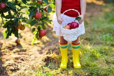 Harvest Moon Farm & Orchard | Apple Picking Ideas in the Hudson Valley