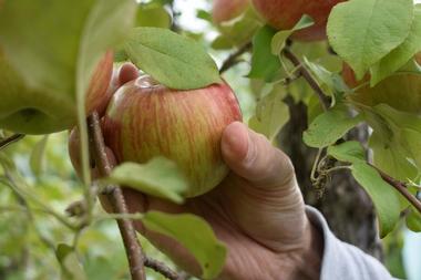 Morgan's Farm Market | Apple Picking Spots Around Rochester NY