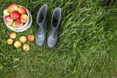 Apple Orchards Near Madison Wisconsin