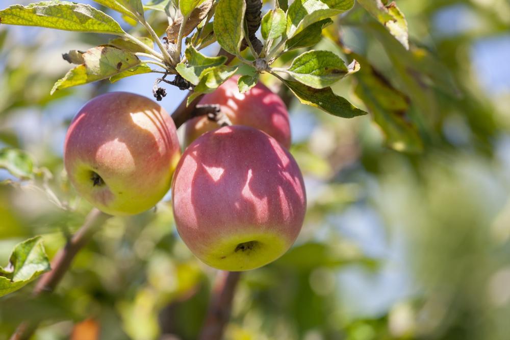 If Fresh Cider and Scenic Apple Picking Call You, Visit Snow-Line Orchard