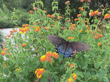 Things To Do In Virginia Williamsburg Botanical Garden