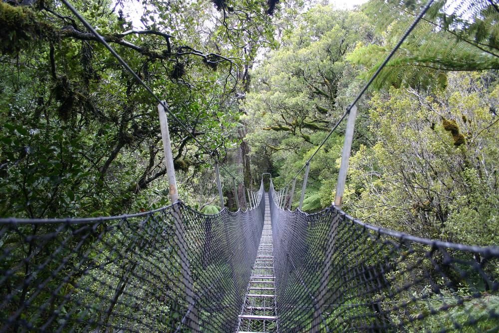 Rimutaka Forest Park | What to See in Wellington, New Zealand