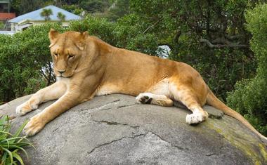 Wellington Zoo