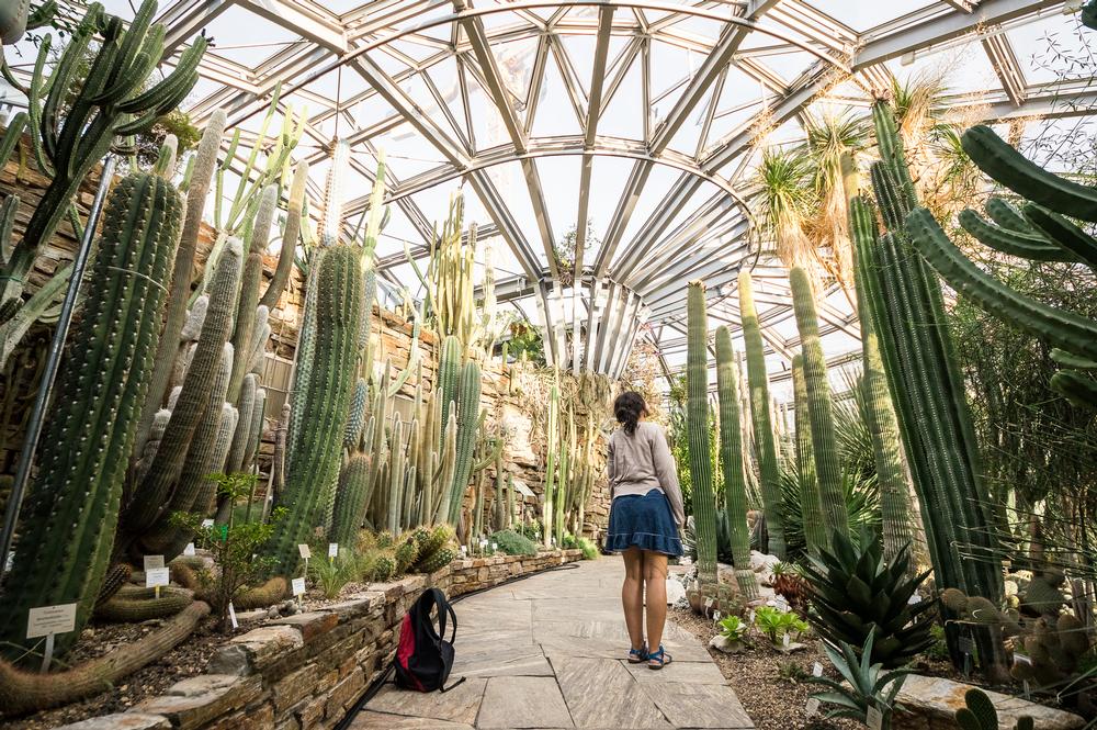If You Love Peaceful Escapes, Wander Through the Berlin Botanical Garden