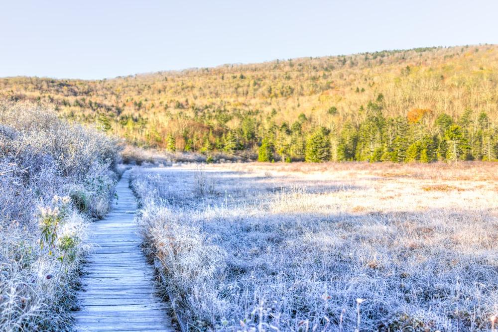 Wander Through Rare Beauty at Cranberry Glades Botanical Area