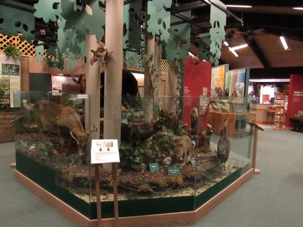 If You Love Learning About Nature, Visit Cranberry Mountain Nature Center