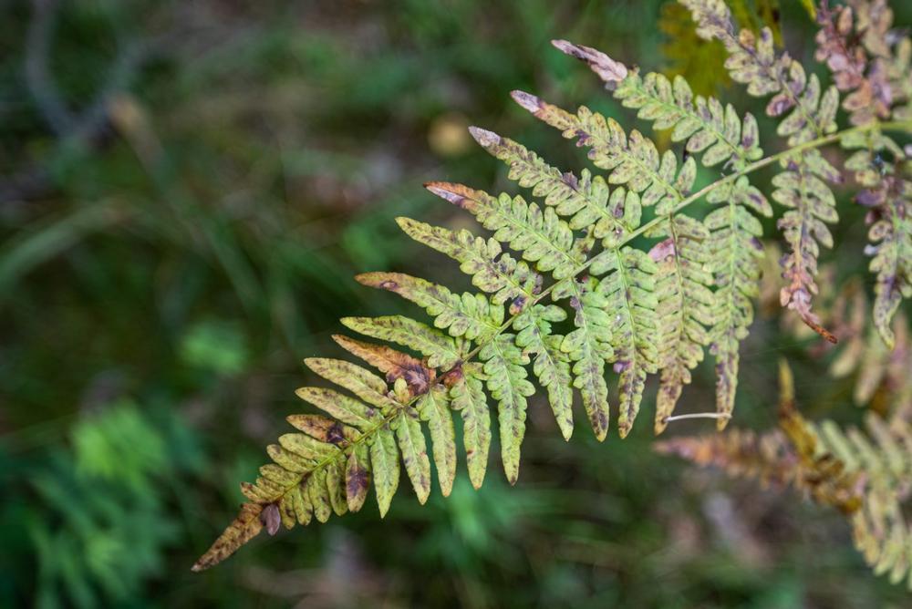 Escape Into Wilderness at Calvin Price State Forest