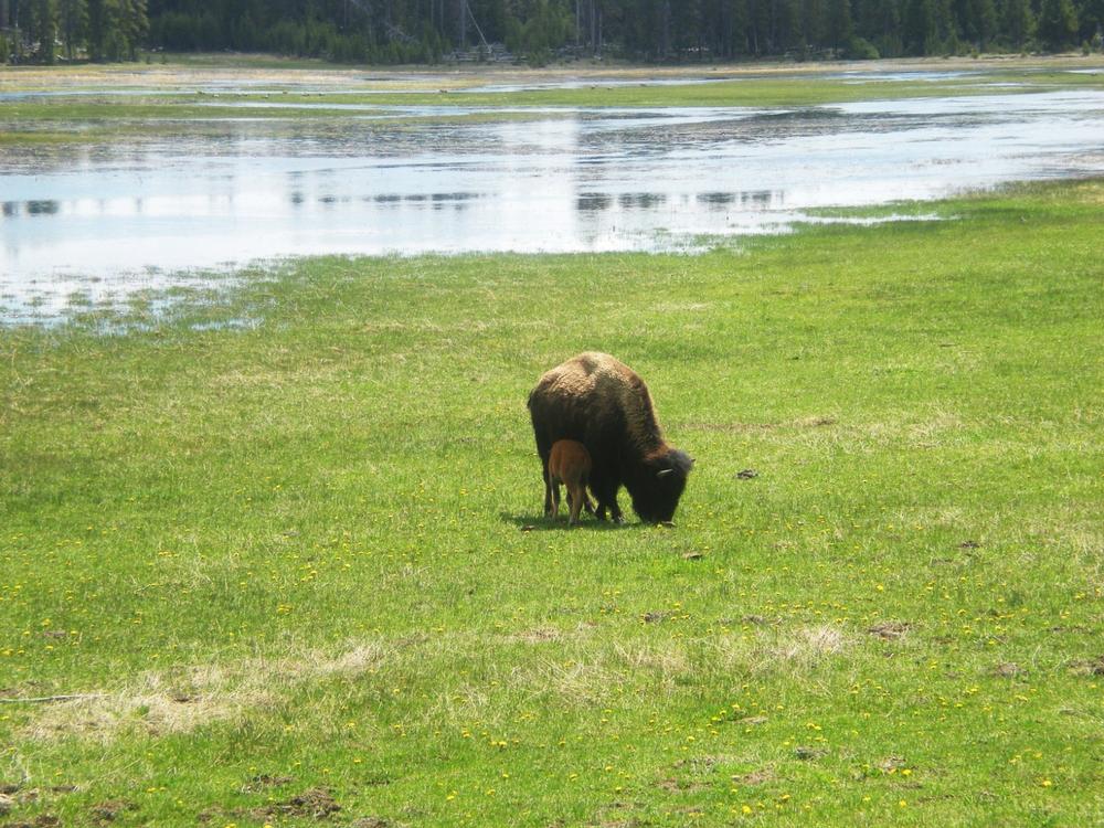 Bear River State Park - 1.5 hours by car from Salt Lake City