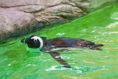 Lowry Park Zoo