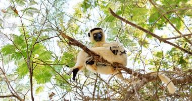Kirindy Forest, Madagascar