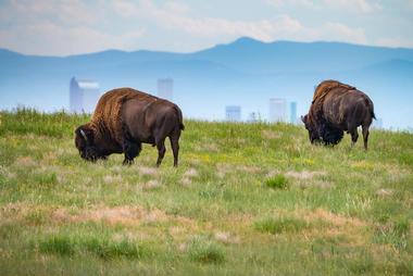 Rocky Mountain Arsenal National Wildlife Refuge