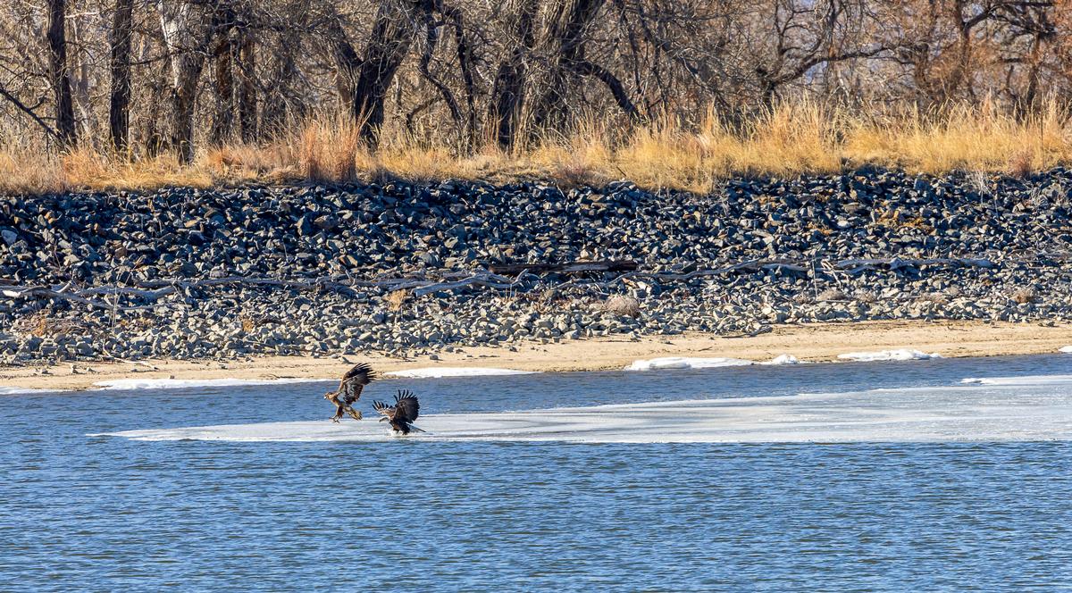 Bald Eagles at Rocky Mountain Arsenal National Wildlife Refuge, Colorado