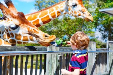 Zoo Miami (Miami-Dade Zoological Park and Gardens) | Fun & Affordable Vacation Ideas in Miami with Kids