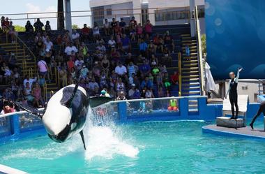 Miami Seaquarium | Fun & Affordable Vacation Ideas in Miami with Kids