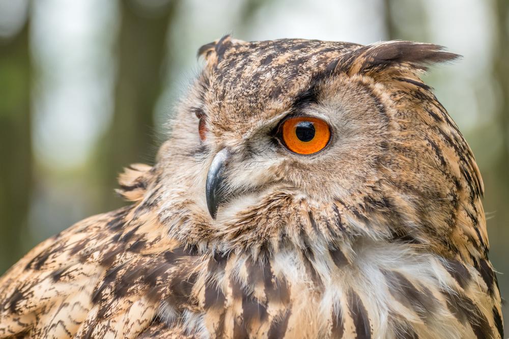 Explore Wildlife and Trails at Effie Yeaw Nature Center
