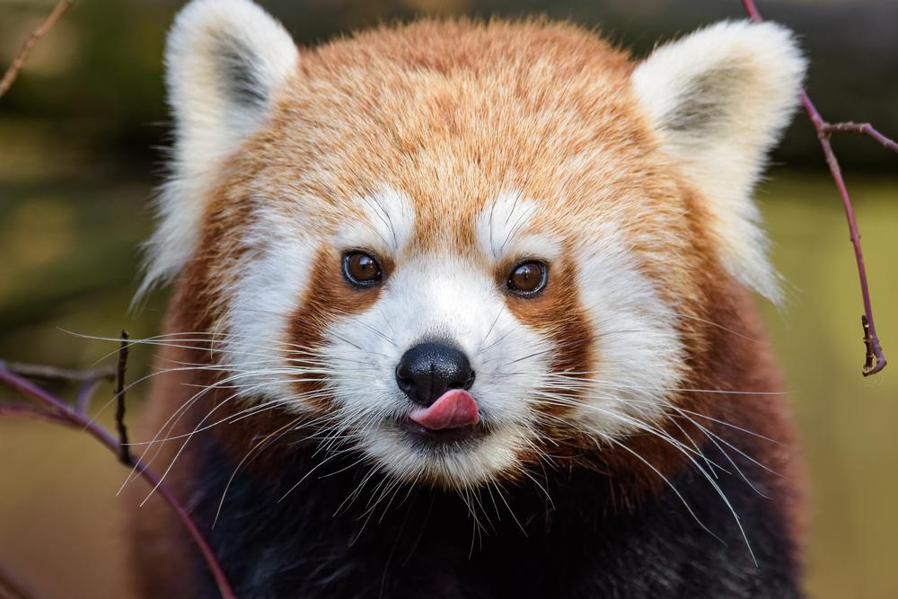 Meet Rare Species and Support Conservation Efforts at Birmingham Wildlife Conservation Park