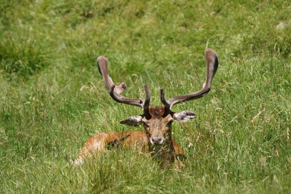 Spot Wildlife in the Alps at The Merlet Animal Park
