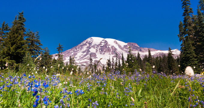 Mount Rainier Elevation