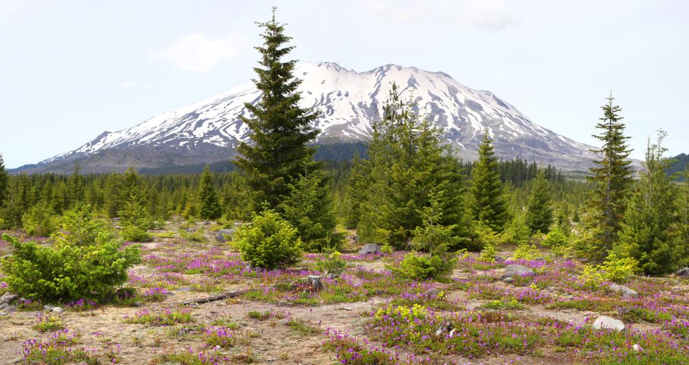 Mount St Helens Elevation