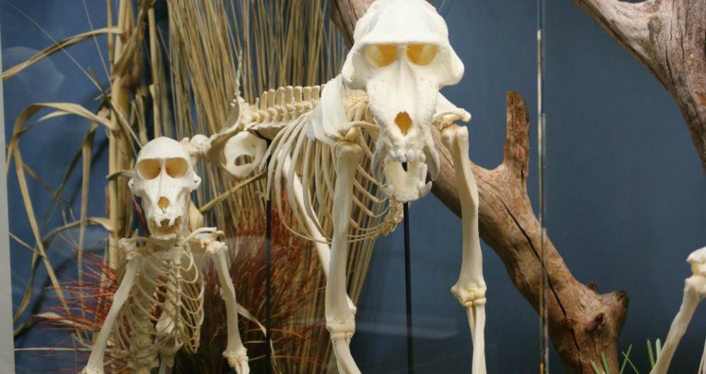 Museum of Osteology